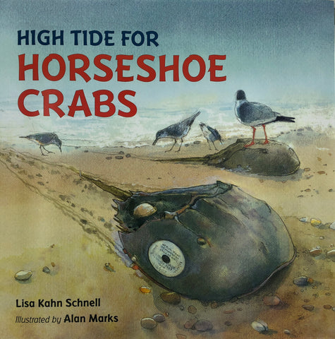 High Tide for horseshoe Crabs