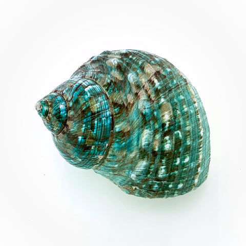 Blue-Green Turban Shell (polished)